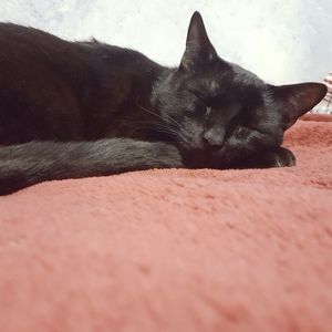 Meet your Posher, Adrial